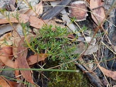 Tetratheca pilosa