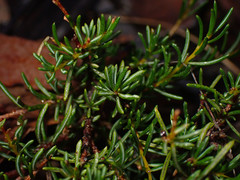 Tetratheca pilosa