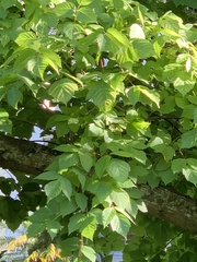 Acer negundo