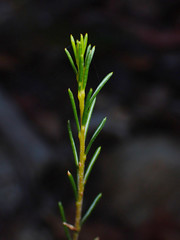 Tetratheca pilosa