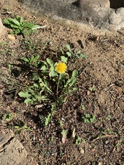 Taraxacum officinale