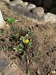 Taraxacum officinale
