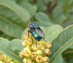 Compsomyiops callipes