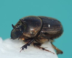 Onthophagus sagittarius