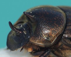 Onthophagus sagittarius