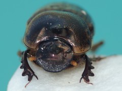 Onthophagus sagittarius