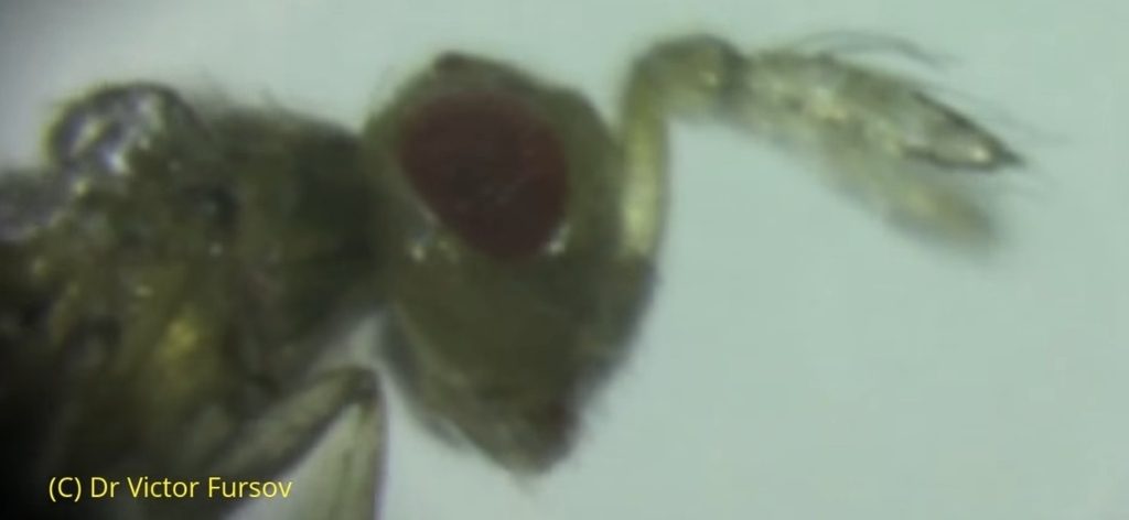Trichogramma dendrolimi
