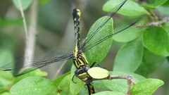 Hylogomphus parvidens