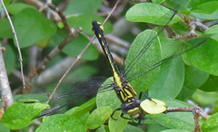 Hylogomphus parvidens