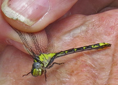 Hylogomphus parvidens