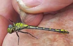 Hylogomphus parvidens