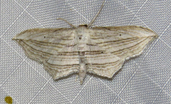 Arcobara multilineata