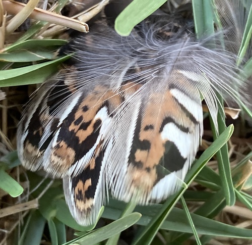 Painted Buttonquail (Turnix varius), photo 7