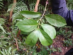 Viburnum arboricolum