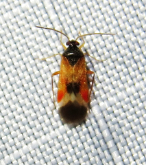 Ceratocapsus apicalis