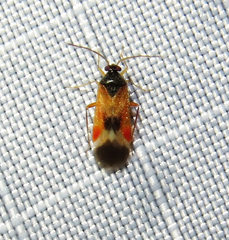 Ceratocapsus apicalis