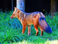 Lycalopex culpaeus magellanicus