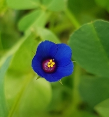 Lysimachia arvensis