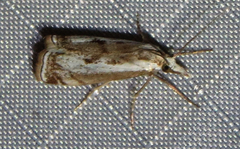 Microcrambus croesus