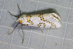 Philtraea paucimacula