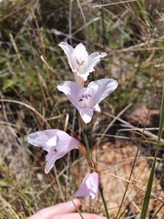 Gladiolus ferrugineus