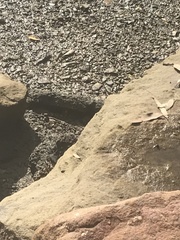 Mictyris longicarpus