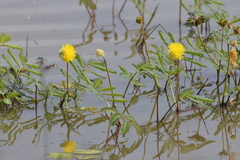 Neptunia oleracea