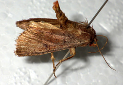 Protolampra sobrina
