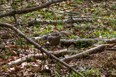 Streptopelia orientalis