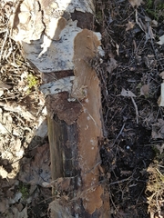 Phellinus laevigatus