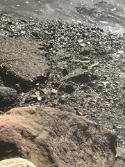 Mictyris longicarpus