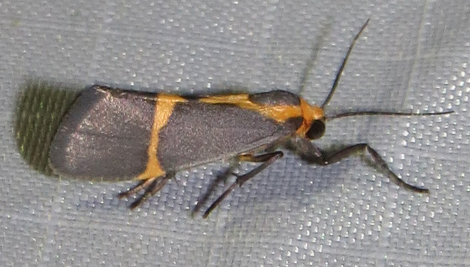 Thin-banded Lichen Moth