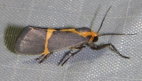 Cisthene tenuifascia Harvey, 1875