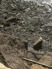 Mictyris longicarpus