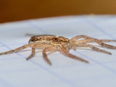 Philodromus dispar
