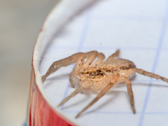 Philodromus dispar