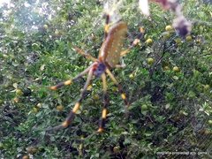 Trichonephila clavipes