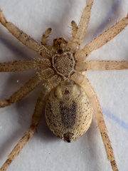 Philodromus dispar