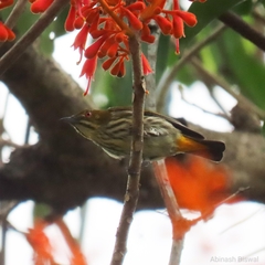 Dicaeum chrysorrheum