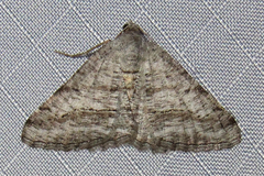 Digrammia pallorata