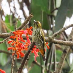 Dicaeum chrysorrheum