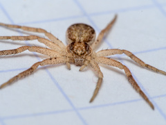 Philodromus dispar