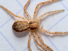 Philodromus dispar