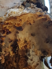 Antrodiella pallescens