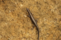 Cryptoblepharus africanus