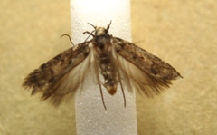 Chionodes thoraceochrella