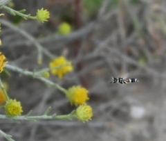 Philanthus coarctatus