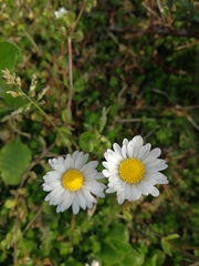 Bellis perennis
