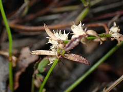 Opercularia turpis