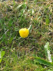 Taraxacum